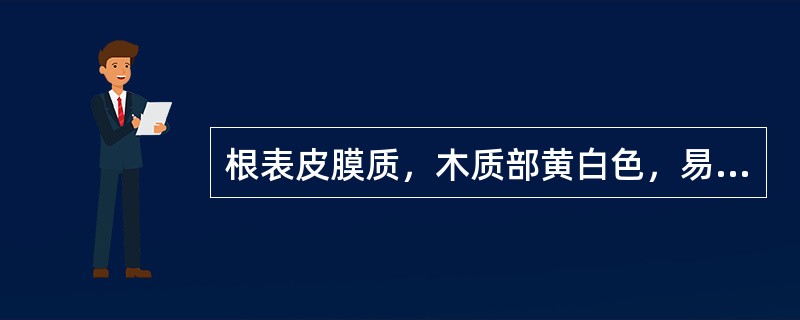 根表皮膜质，木质部黄白色，易与皮部分离，无髓的是 A．龙胆 B．坚龙胆 C．苏龙