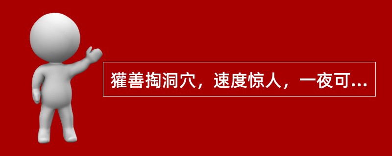 獾善掏洞穴，速度惊人，一夜可挖洞穴多长？