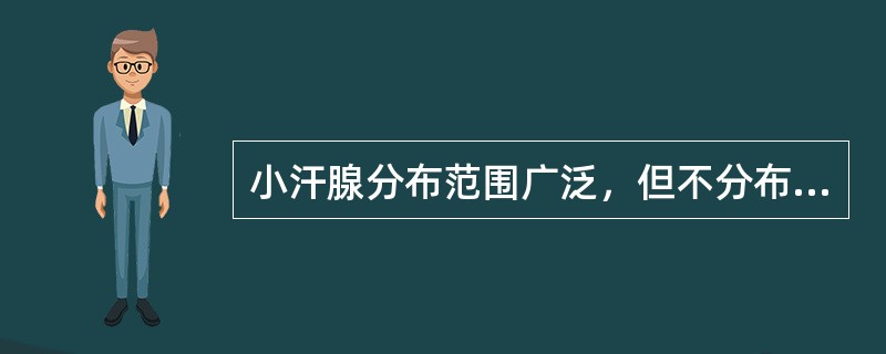 小汗腺分布范围广泛，但不分布于下列哪一部位：（）