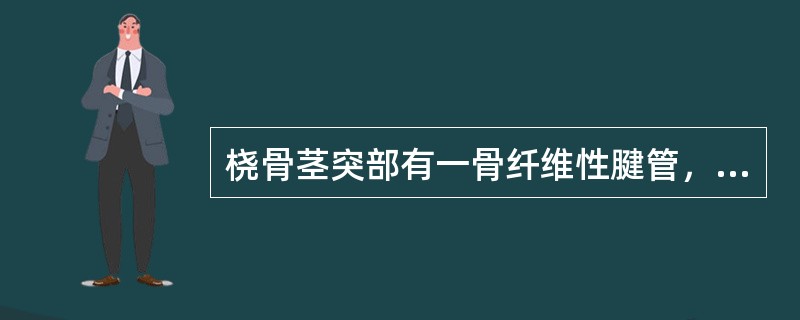 桡骨茎突部有一骨纤维性腱管，其间通过的是（）