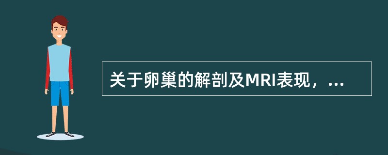 关于卵巢的解剖及MRI表现，正确的是