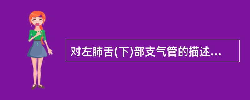 对左肺舌(下)部支气管的描述，不正确的是