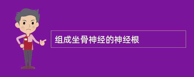 组成坐骨神经的神经根