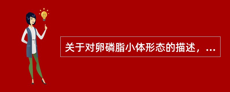 关于对卵磷脂小体形态的描述，正确的是