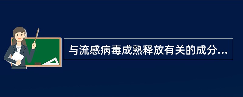 与流感病毒成熟释放有关的成分是()