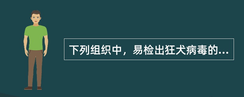 下列组织中，易检出狂犬病毒的胞质内嗜酸性包涵体的是()