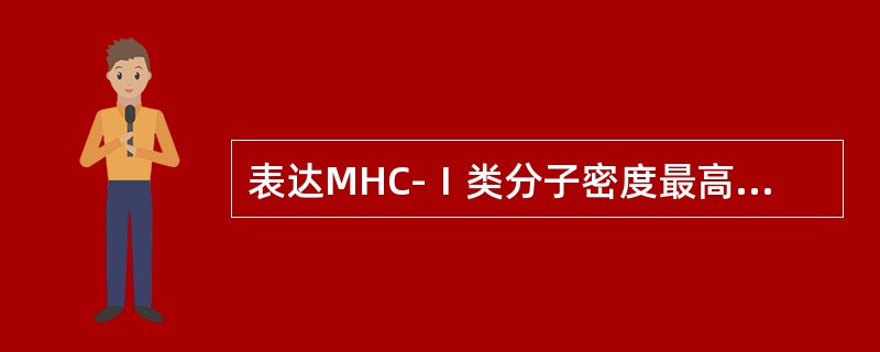 表达MHC-Ⅰ类分子密度最高的细胞是