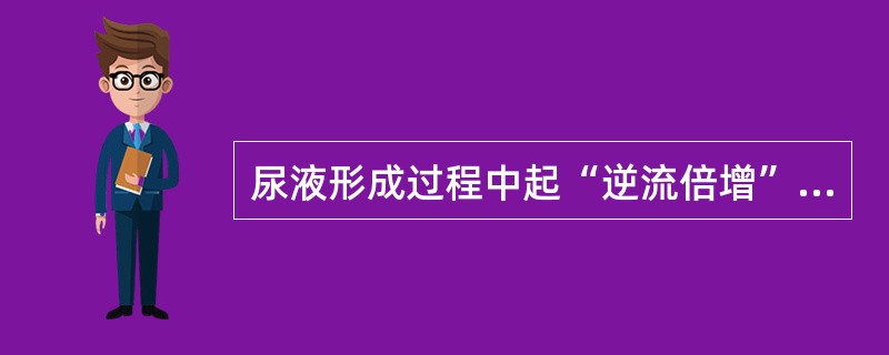 尿液形成过程中起“逆流倍增”作用的是