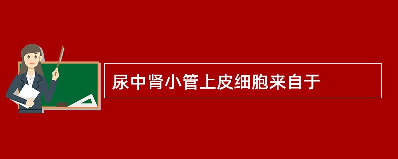 尿中肾小管上皮细胞来自于