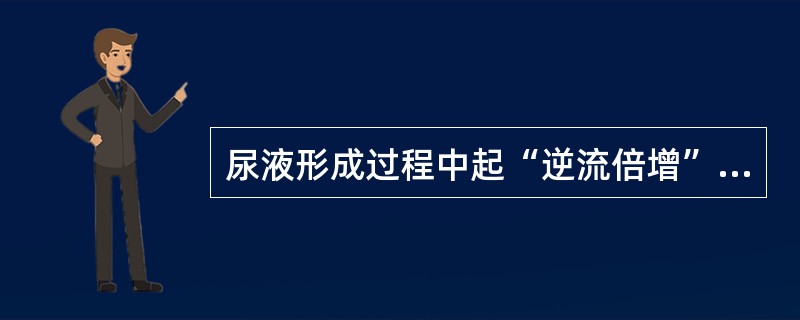 尿液形成过程中起“逆流倍增”作用的是