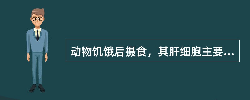 动物饥饿后摄食，其肝细胞主要糖代谢途径是（）