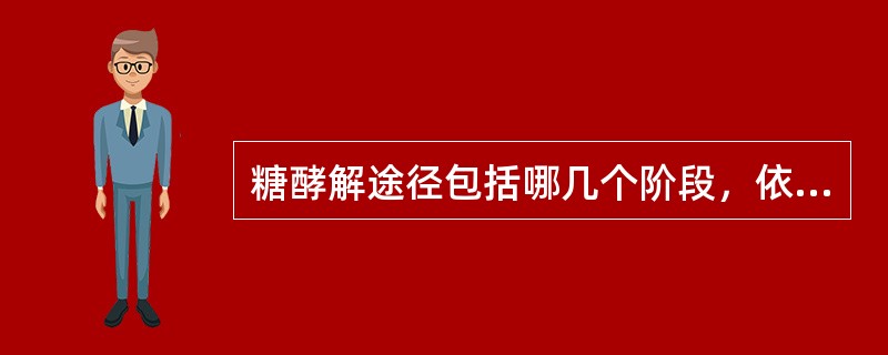糖酵解途径包括哪几个阶段，依次分别为