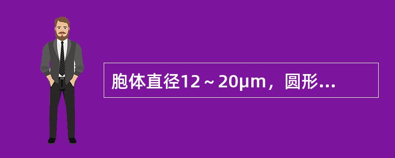 胞体直径12～20μm，圆形或椭圆形，胞核大，位于中央或偏位，核染色质开始聚集，核仁可见或消失。胞质量较多，呈淡蓝、蓝或深蓝色，浆内含紫红色非特异性的天青胺蓝颗粒。POX染色阳性。这是