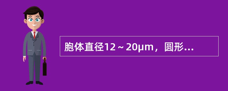 胞体直径12～20μm，圆形或椭圆形，胞核大，位于中央或偏位，核染色质开始聚集，核仁可见或消失。胞质量较多，呈淡蓝、蓝或深蓝色，浆内含紫红色非特异性的天青胺蓝颗粒。POX染色阳性。这是