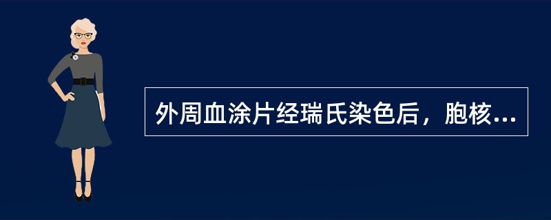 外周血涂片经瑞氏染色后，胞核通常为不规则形、肾形、马蹄形或扭曲折叠的白细胞是