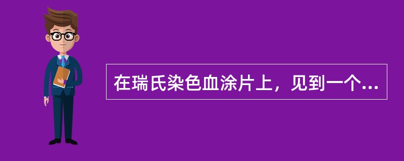 在瑞氏染色血涂片上，见到一个10～15μm的圆形白细胞，3叶核，核染色质深紫红色，粗糙，细胞质呈淡橘红色，胞质中颗粒多，细小，均匀分布，呈浅紫红色，该细胞为