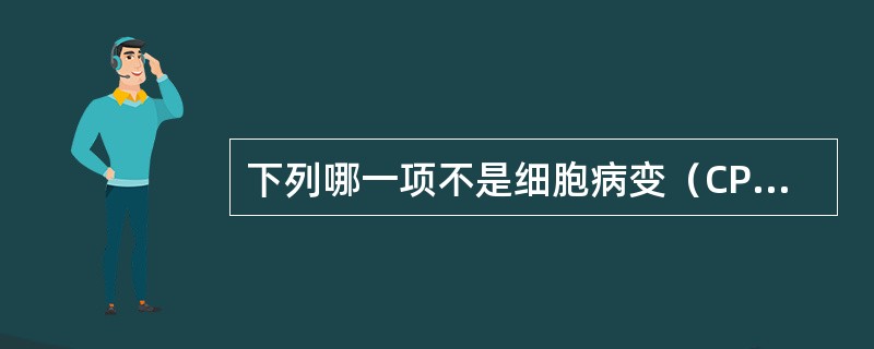 下列哪一项不是细胞病变（CPE）的表现