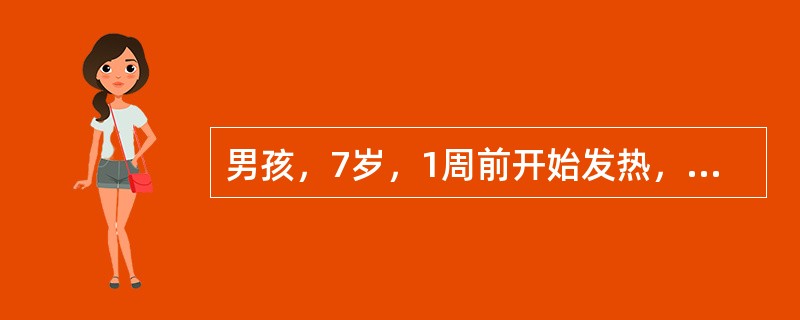 男孩，7岁，1周前开始发热，全身不适，食欲下降，大便干结，轻度腹胀，近2日轻咳无痰。体检：体温38.9℃，神志清，软弱，心脏无异常，两肺呼吸音略粗，肝肋下2cm，脾肋下5cm，无压痛。血常规：白细胞数