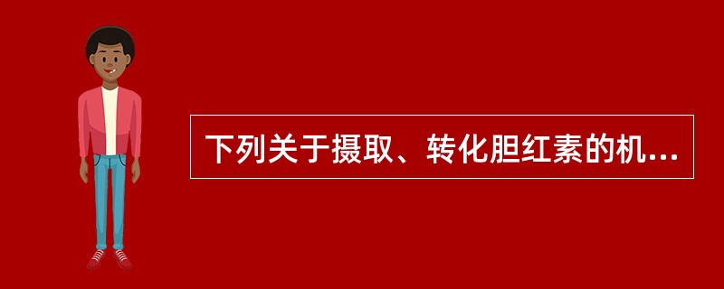 下列关于摄取、转化胆红素的机制中哪一项是错误的（）