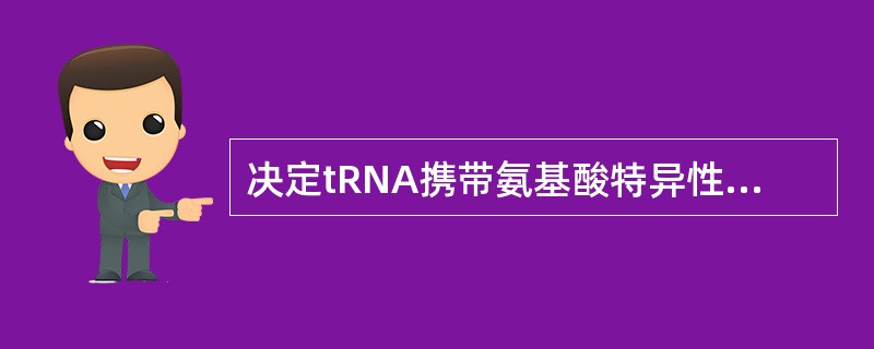 决定tRNA携带氨基酸特异性的关键部位是（ ）