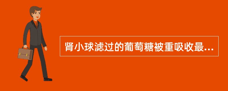 肾小球滤过的葡萄糖被重吸收最多的部位是（ ）