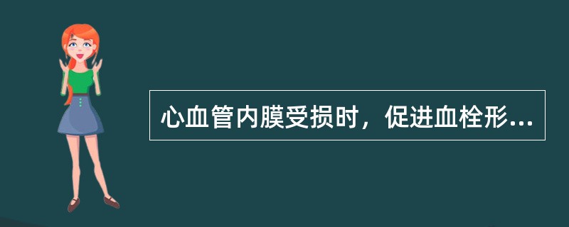 心血管内膜受损时，促进血栓形成的因素不包括