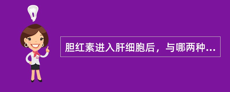 胆红素进入肝细胞后，与哪两种蛋白结合进行转运