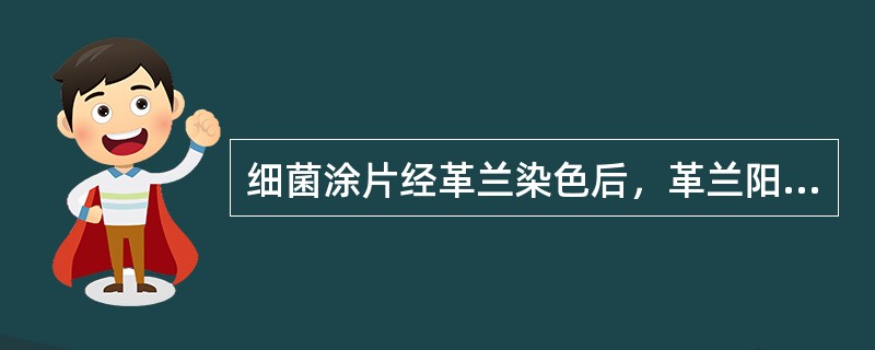 细菌涂片经革兰染色后，革兰阳性菌为