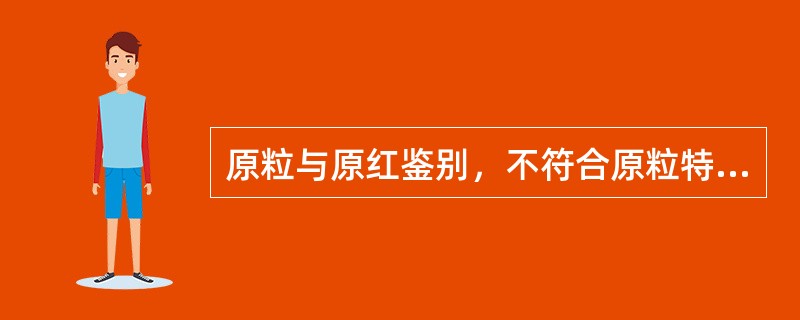 原粒与原红鉴别，不符合原粒特征的是