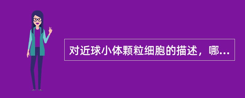 对近球小体颗粒细胞的描述，哪一项是错误的