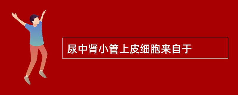 尿中肾小管上皮细胞来自于