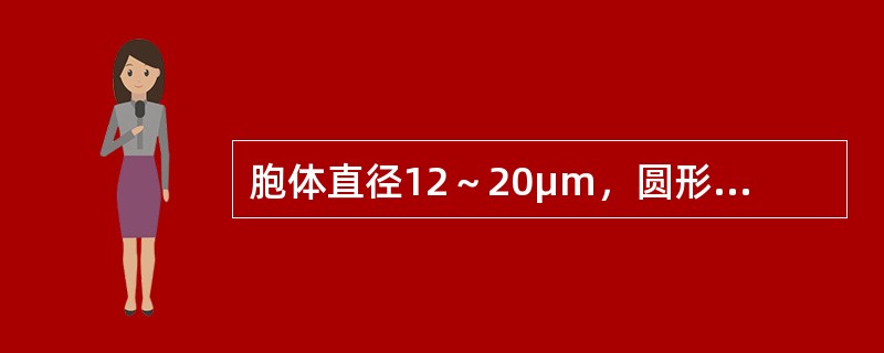 胞体直径12～20μm，圆形或椭圆形，胞核大，位于中央或偏位，核染色质开始聚集，核仁可见或消失。胞质量较多，呈淡蓝、蓝或深蓝色，浆内含紫红色非特异性的天青胺蓝颗粒。POX染色阳性。这是