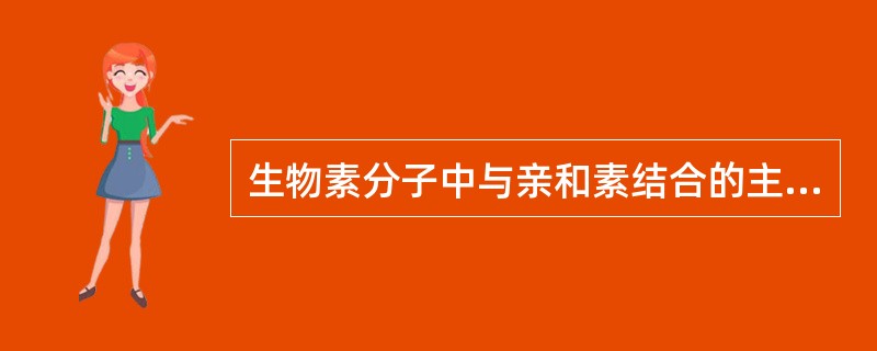 生物素分子中与亲和素结合的主要部位是()