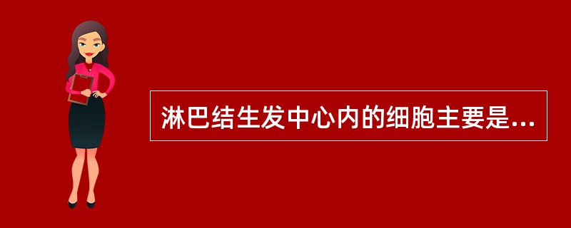 淋巴结生发中心内的细胞主要是（）