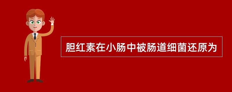 胆红素在小肠中被肠道细菌还原为