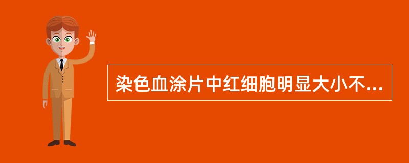 染色血涂片中红细胞明显大小不等，相差悬殊，属于