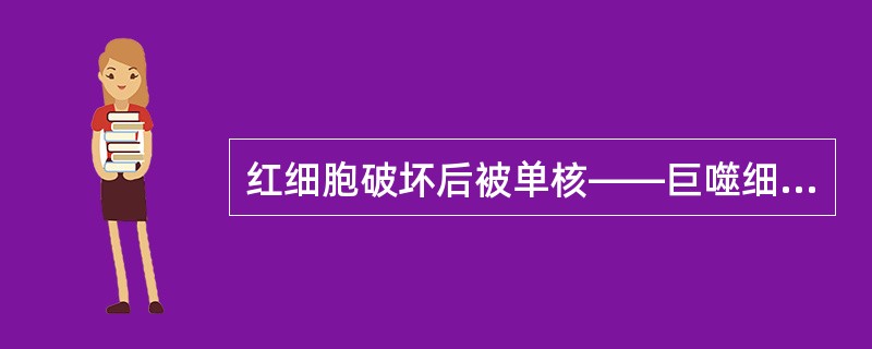 红细胞破坏后被单核——巨噬细胞系统吞噬不出现（）