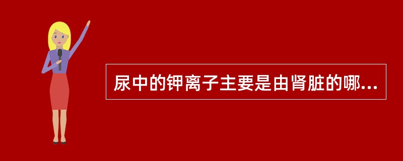 尿中的钾离子主要是由肾脏的哪个部分分泌的