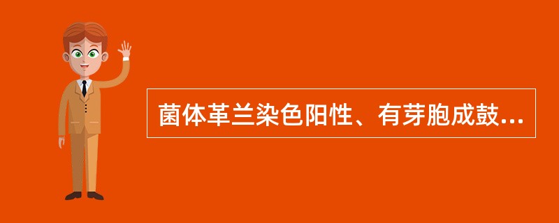 菌体革兰染色阳性、有芽胞成鼓槌状的细菌为