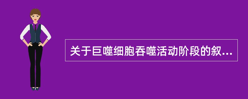 关于巨噬细胞吞噬活动阶段的叙述，正确的是