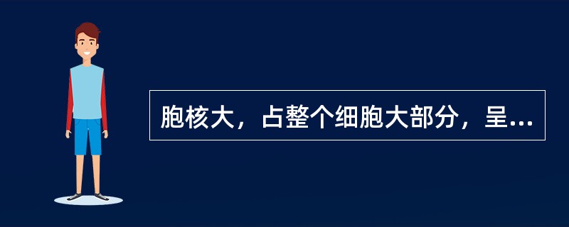 胞核大，占整个细胞大部分，呈圆形或椭圆形，核内染色质占优势，异染色质少，在核周呈薄层凝集，常见一至几个核仁，胞质较少，有丰富的核糖体，糙面内质网少，线粒体较多，呈圆形或椭圆形，符合以下哪种细胞的特点（