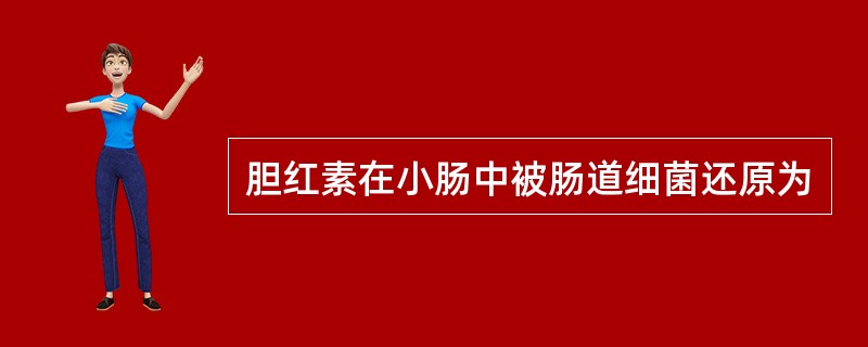 胆红素在小肠中被肠道细菌还原为