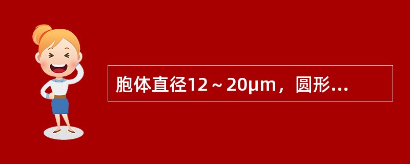 胞体直径12～20μm，圆形或椭圆形，胞核大，位于中央或偏位，核染色质开始聚集，核仁可见或消失。胞质量较多，呈淡蓝、蓝或深蓝色，浆内含紫红色非特异性的天青胺蓝颗粒。POX染色阳性。这是