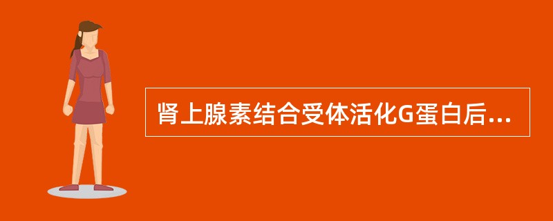 肾上腺素结合受体活化G蛋白后产生的作用是()