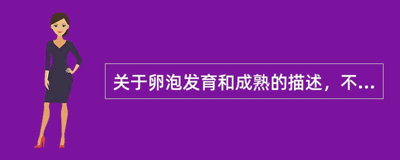 关于卵泡发育和成熟的描述，不正确的是