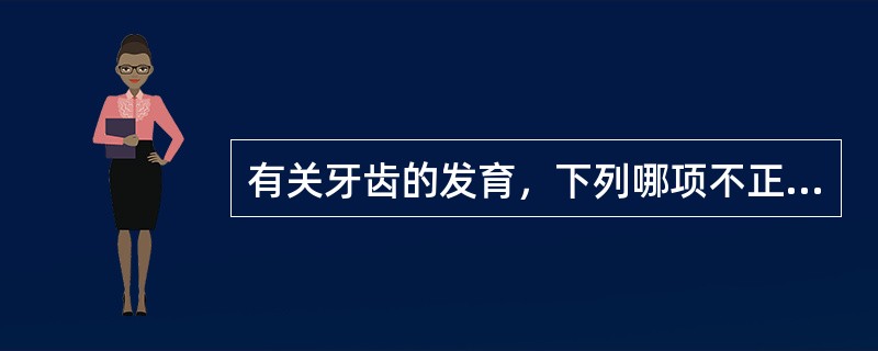 有关牙齿的发育，下列哪项不正确()