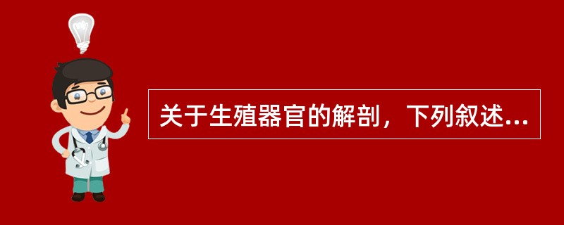 关于生殖器官的解剖，下列叙述错误的是()