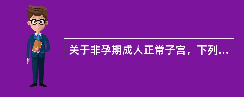 关于非孕期成人正常子宫，下列说法错误的是（）。