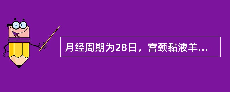 月经周期为28日，宫颈黏液羊齿植物叶状结晶完全消失，相当于月经周期的