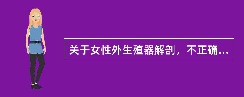 关于女性外生殖器解剖，不正确的是